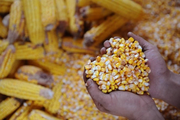 Ears of corn