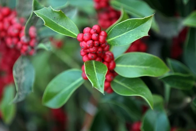 A sprig of mistletoe.
