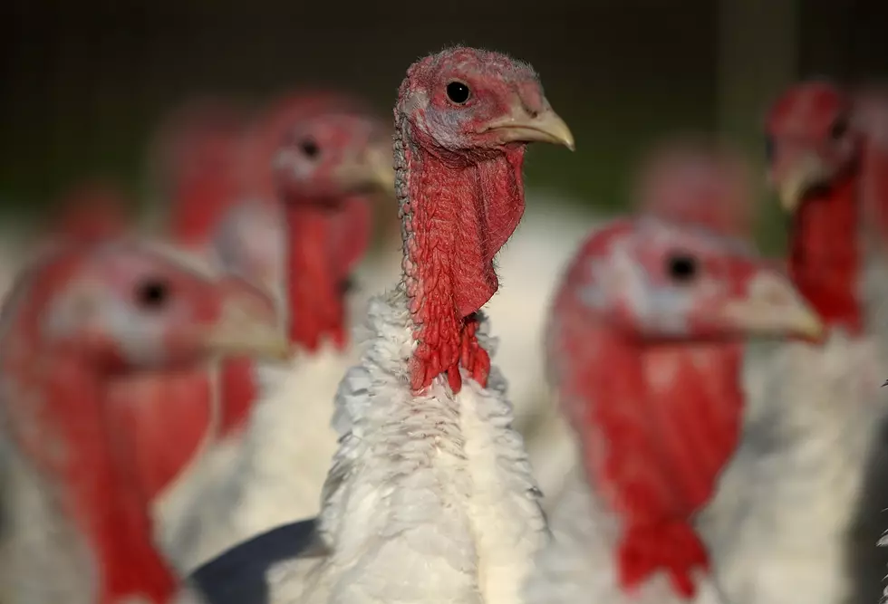 4 New Cases of Highly Pathogenic Avian Influenza in Minnesota