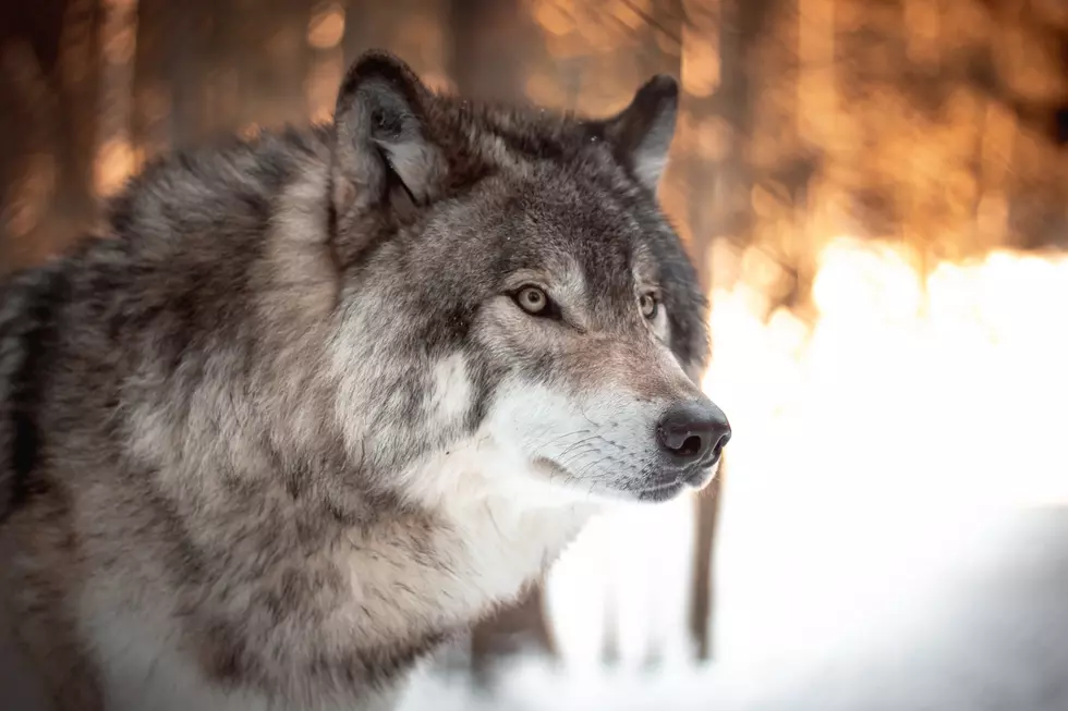 Wolves Becoming a Bigger Problem in Northern MN