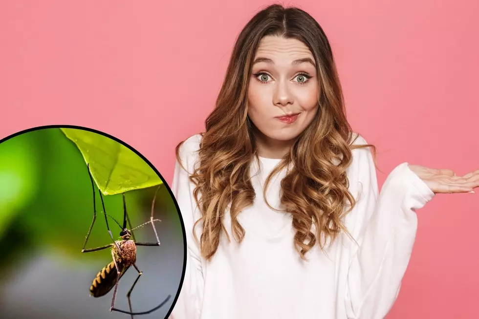 What’s This Non-Biting Mosquito-Looking Flying Bug In Minnesota?