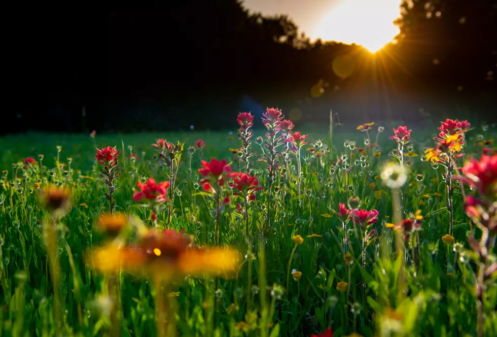 Experience A Blooming Adventure: Harvest Floral Grand Opening Wednesday