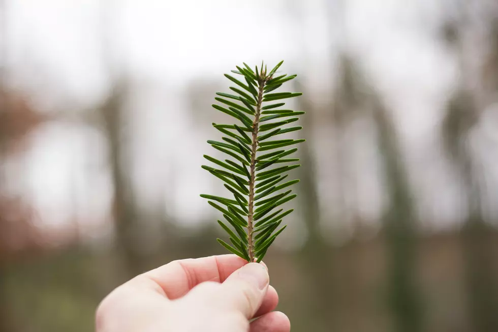 Your Minnesota Holiday Greenery Might Be Illegally Harvested