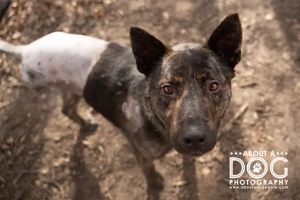 Meet Tri-Paw Dilly: Today’s Pet of the Week