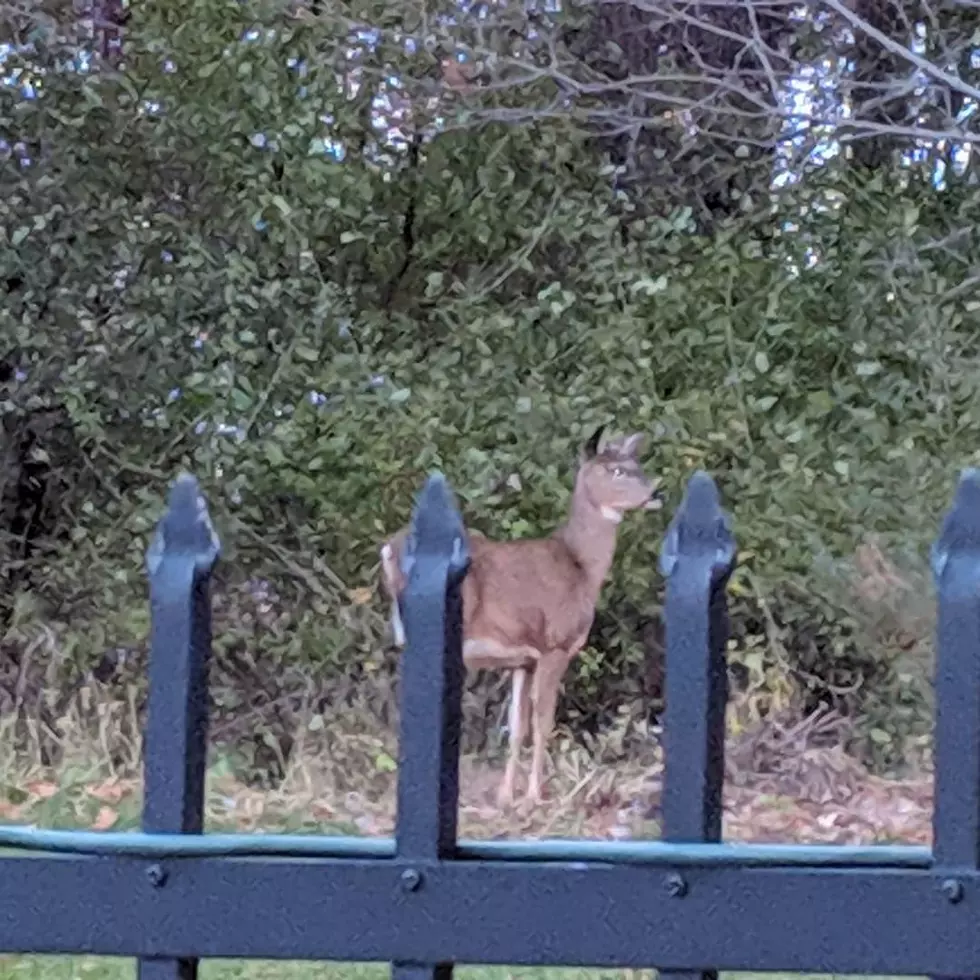 Has the Deer Population Increased in the St. Cloud Area?