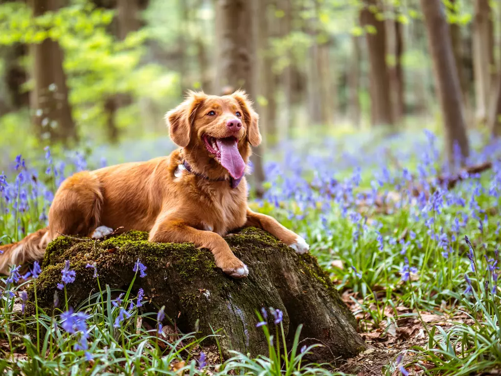 Doggie Tail Wags Are Not All the Same – What Do They Mean?