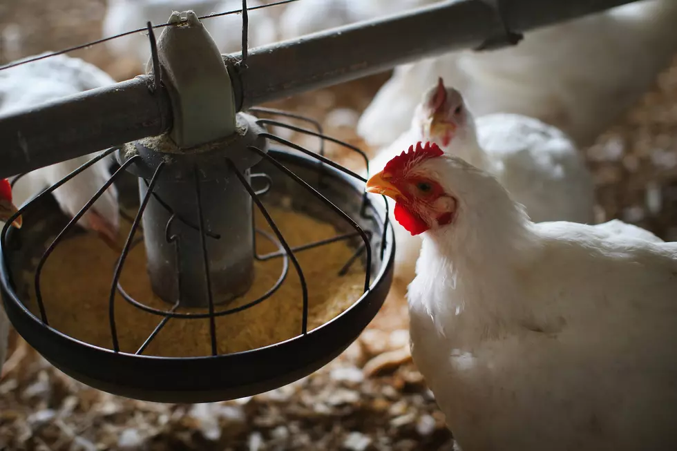 Avian Bird Flu Detected on Crow Wing County Farm