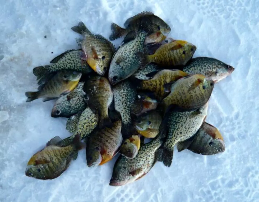 Glen Schmitt Shares Walleye Secrets For Late-season Success