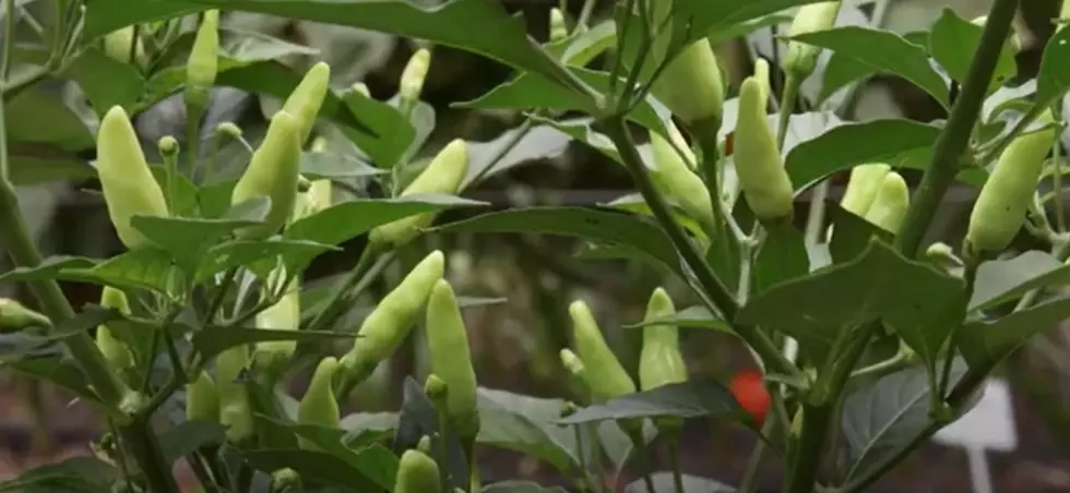 How To Have One of the Best Gardens in Minnesota